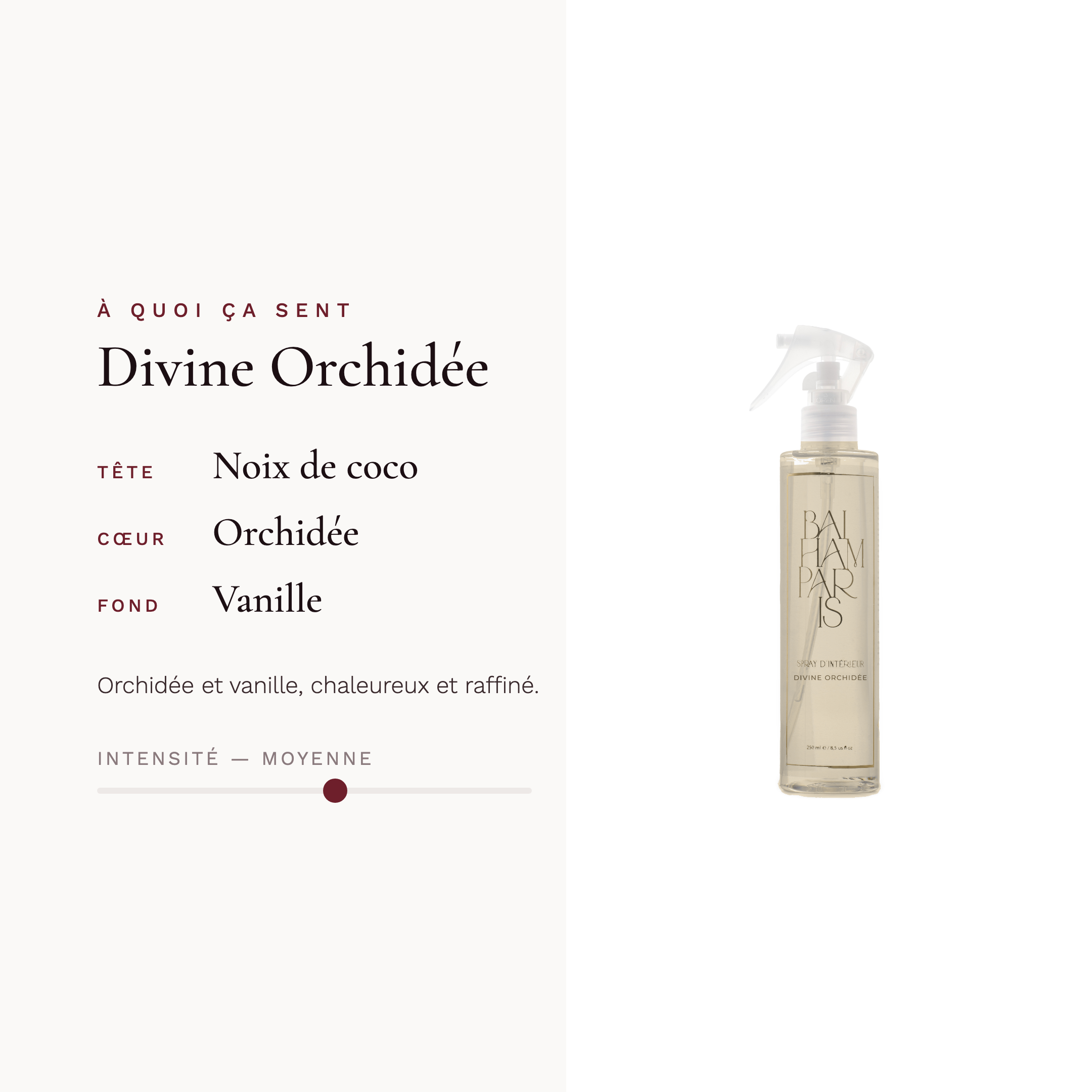 Divine orchidée