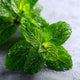 Feuille de menthe