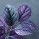 Feuilles de violette