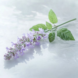 patchouli