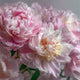 Pivoine